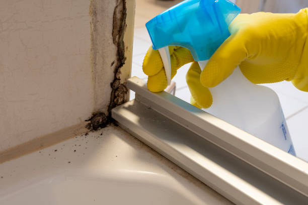 Why You Should Choose Our Mold Remediation Services in Pearson, GA