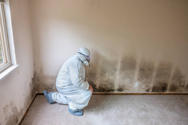 Environmental Consulting for Mold Prevention in Pearson, GA